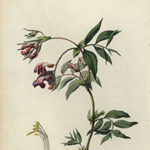 Spring bittervetch, Lathyrus vernus