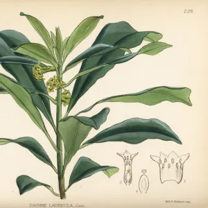 Spurge laurel, Daphne laureola