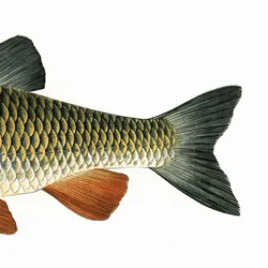 Squalius cephalus, or European Chub