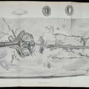Squaloraia (lithograph) Squaloraia (lithograph)