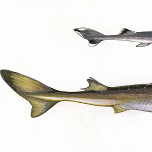 Squalus acanthias, or Spiny dogfish (adult and young)