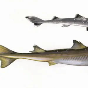 Squalus acanthias, or Spiny dogfish (adult and young)