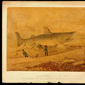 Squalus maximus, Basking shark taken at Brighton 5 Dec 1812