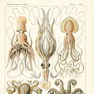 Squid and octopi
