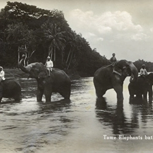 Sri Lanka - Elephants (with their Mahouts) bathing in river
