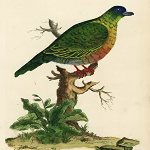 Sri Lanka green pigeon, Treron pompadora