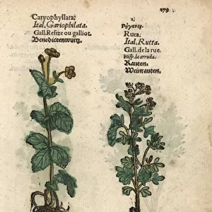 St. Benedicts Herb, Geum urbanum, and common