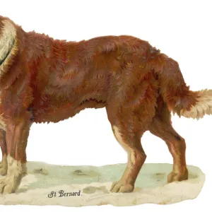 ST BERNARD