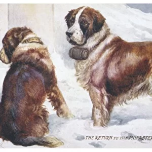 St Bernard Rescue Dogs