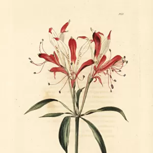 St. Martins flower, Alstroemeria ligtu