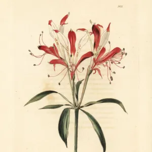 St. Martins flower, Alstroemeria ligtu