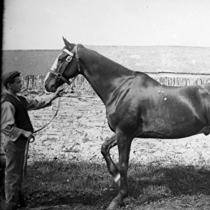 Stable boy with prizewinning horse