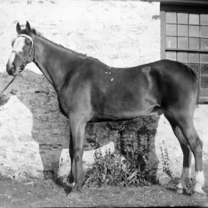 Stable boy with stallion