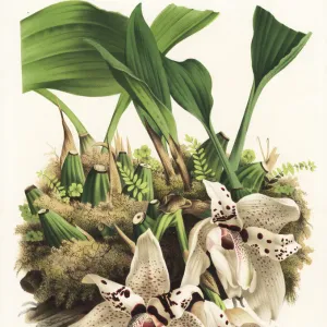 Stanhopea martiana orchid