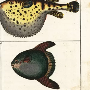 Starry globefish, white-spotted puffer and sun fish