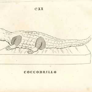 Statue of a crocodile