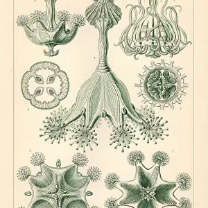 Staurozoa or stalked jellyfish