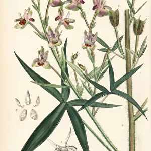 Stavesacre or lice-bane, Delphinium staphisagria