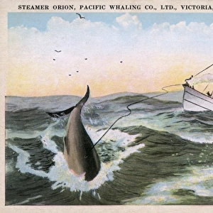 Steamer Orion - Pacific Whaling Company, Victoria, B. C