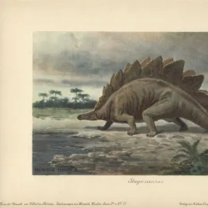 Stegosaurus armatus is a type of armored dinosaur