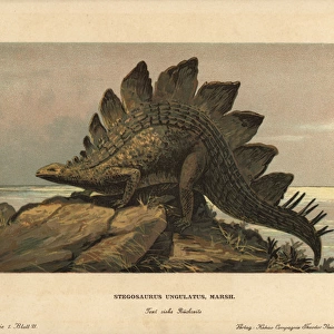 Stegosaurus ungulatus, extinct ground-dwelling