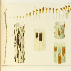 Stem rust, Puccinia, wheat, Triticum aestivum