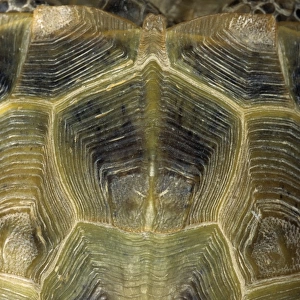 Steppe / Horsfields Tortoise carapace from above