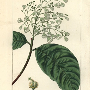 Sterculia balanghas, native to Africa, America and Asia