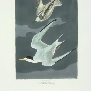 Sterna antillarum, least tern