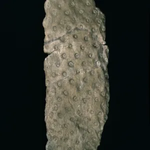 Stigmaria ficoides, fossil root