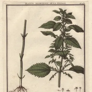 Stinging nettle, Urtica arvens