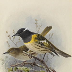 Stitchbird Hihi (female and male)