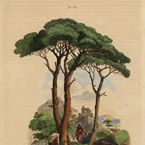 Stone pine tree, Pinus pinea