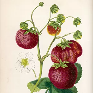 Strawberry / 1871