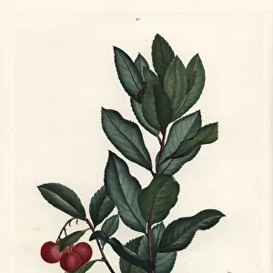 Strawberry tree, Arbutus unedo