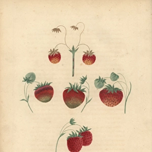Strawberry varieties