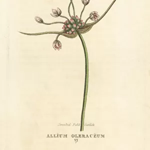 Streaked field garlic, Allium oleraceum