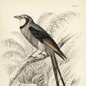 Streamer-tailed tyrant, Gubernetes yetapa