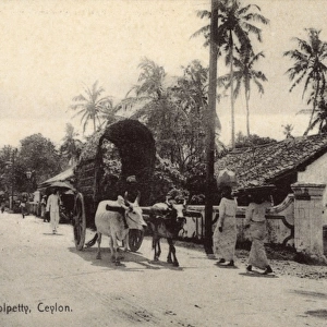 Street scene, Colpetty, Colombo, Ceylon (Sri Lanka)