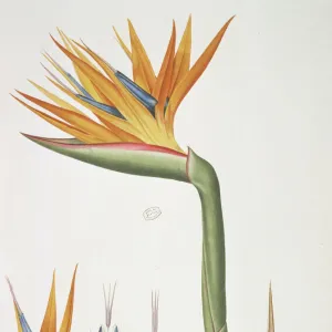 Strelitzia reginae, bird of paradise