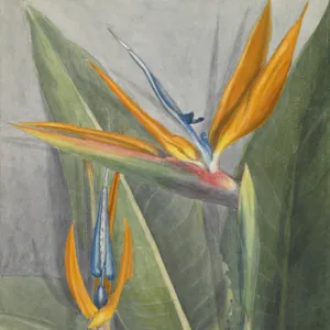 Strelitzia reginae, bird of paradise flower