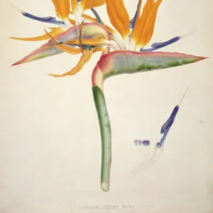 Strelitzia reginae, golden bird of paradise