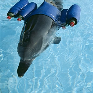 Striped DOLPHIN - with buoyancy aids