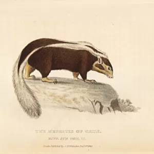 Striped hog-nosed skunk, Conepatus semistriatus