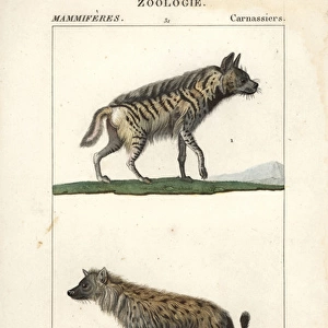 Striped hyena, Hyaena hyaena, and spotted hyena