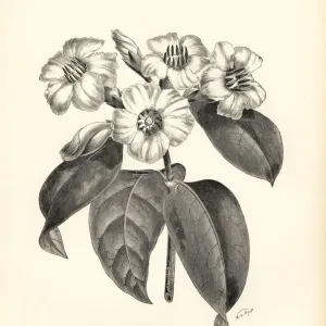 Strophanthus gratus