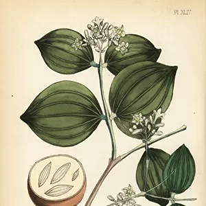 Strychnine tree or poison nut, Strychnos nux-vomica