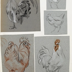 Five studies of a cockerel