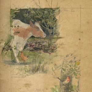 Studies of cow and robin by Muriel Dawson