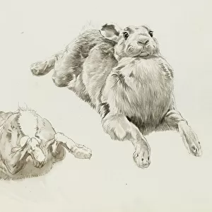 Studies of a hare